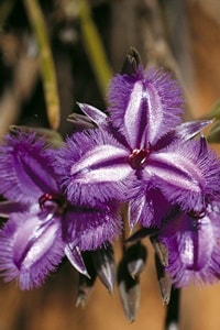 フリンジド・リリーフィッツジェラルド・リバー国立公園